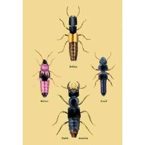  Beetles from Britain, Brazil, and North America #2 20X30 