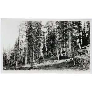  Reprint Snow at Cedar Breaks 10300 ft. 1929 Sept