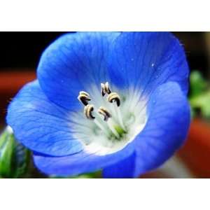  Baby Blue Eyes Seeds   Nemophila menziesii   250,000 Seeds 
