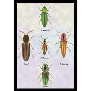  South American Beetles #1 20X30 Canvas