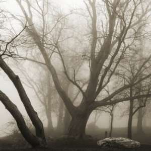  Lakeshore Trees, Limited Edition Photograph, Home Decor 