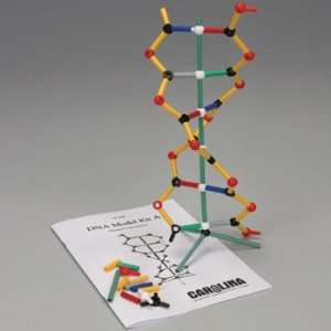 DNA Model Kit A  Industrial & Scientific