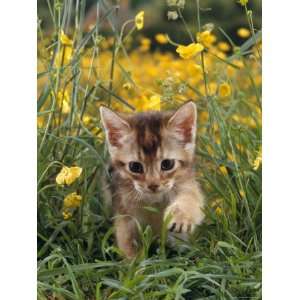  Domestic Cat, 6 Week, Abyssinian Kitten Walking in Grass 