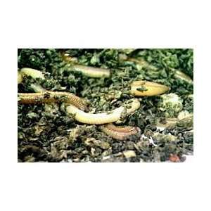 VHS Video, Kingdom Animalia Sponges through Worms  