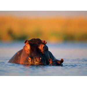  A Female Hippotamus and Her Youngster Enjoy a Dip in Their 