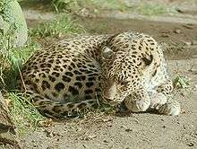 Amur leopard kept in Colchester Zoo