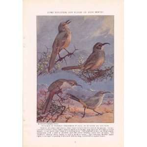   crissal thrasher california thrasher   Allan Brooks Vintage Bird Print