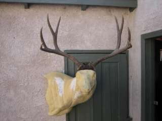 27 1/8 wide 4x4 Mule Deer Antlers mount whitetail rack  