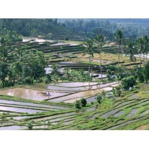 Rice Terraces in Centre of the Island, Bali, Indonesia, Southeast Asia 