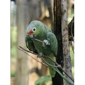  A Red Lored Parrot Sits on a Tree Branch in Venezuela 
