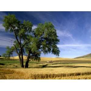 Lone Tree in Harvest Time Field, Palouse, Washington, USA Photographic 