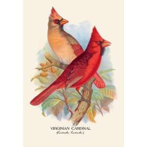   By Buyenlarge Virginian Cardinal 20x30 poster