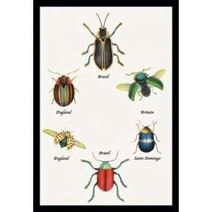  Beetles of Brazil, Britain, England and Saint Domingo #1 