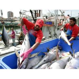  Fish Being Unloaded at Sydney Fish Market, Sydney 