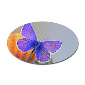  Sticker (Oval) Xerces Purple Butterfly 