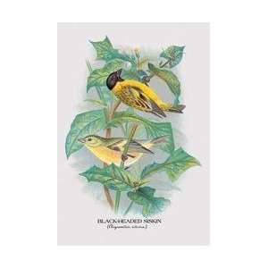  Black Headed Siskin 20x30 poster