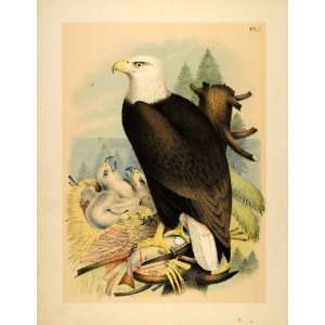  1881 Chromolithograph Bald Eagle Nest Chicks Eaglets 