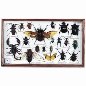   Bugs Insect Specimens   Set In Wood Frame 8x14 
