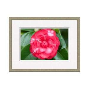 Camellia Flower 1 Framed Giclee Print