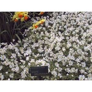  Anemones Blanda White Splendor 5 6 cm. 100 pack Patio 
