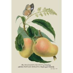  Mazagon Mango and the Papilio Bolina 20x30 Poster Paper 