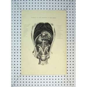 1816 Viscera Abdomen Horse Kidneys Liver Diaphragm 