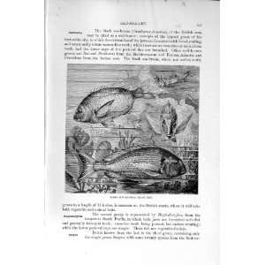   HISTORY 1896 GILT HEAD SEA BREAM FISH KINFE JAW