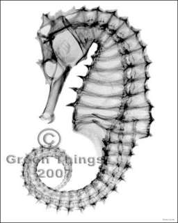 Northern Sea Horse Xray Hippocampus hudsonius print  