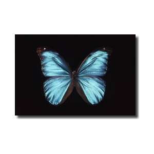  Morpho Butterfly Wingspan Giclee Print