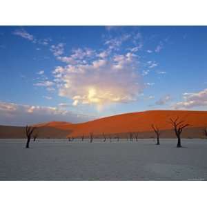  Red dunes and dead acacia tree, Dead Vlei, Namib Naukluft 