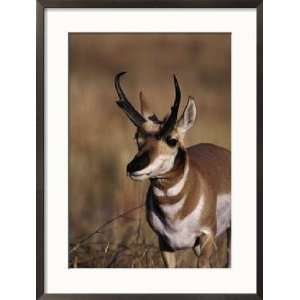  Pronghorn Antelope, Antilocapra Americana Animals Framed 