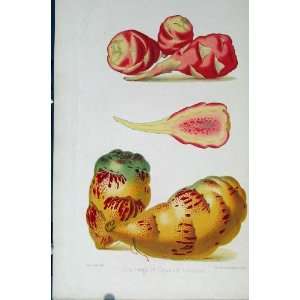  Oca Rouge Et Capucine Tubereuse Botanical Print C1875 