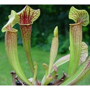  Sarracenia x catesbei