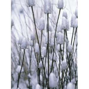  Close Up of Snow on Teasel Heads in Winter, Montana, Usa 