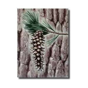   Of The Bark Needles And Cones Of Western White Pine Tree Giclee Print