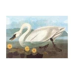  Whistling Swan 28x42 Giclee on Canvas