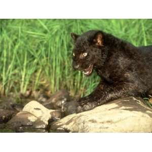  African Black Leopard, Panthera Pardus Snarling Premium 