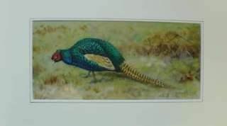 Beautiful Watercolour of a Pheasant by Richard Robjent  