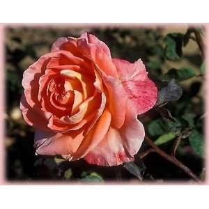  Joyfulness (Rosa Hybrid Tea)   Bare Root Rose Patio, Lawn 