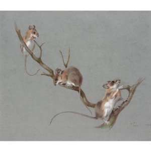   Archibald Thorburn   32 x 32 inches   Three Field Mice