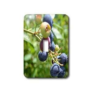 Patricia Sanders Photography   Blueberry Expression   Light Switch 