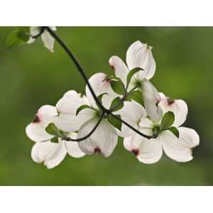 Flowering Dogwood Flowers, Cornus Florida, Louisville, Kentucky, USA 