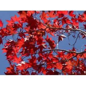  Japanese Maple in Autumn, Akan National Park, Hokkaido 