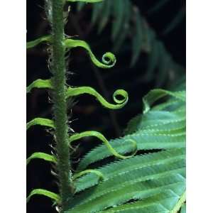  Detail of a Sword Fern with Curly Leaves Photographic 