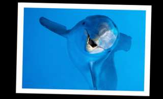 TICKETS to Visit WINTER Dolphin Tale No Tail at CLEARWATER FL MARINE 