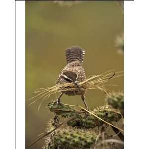  Cactus Wren   gathering materials to build nest in Cholla 