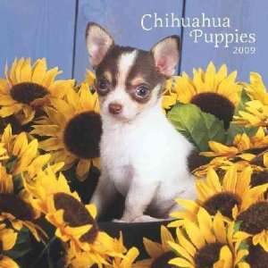  Chihuahua Puppies 2009 Mini Calendar