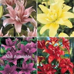  Double Asiatic Lily Collection 9 Bulbs   Exotic Mix Patio 