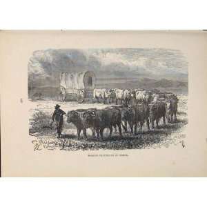  Waggon Africa Waggons Travel Travelling Cart Carriage 