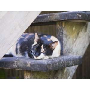  Cat Sleeping on Stair Step, Ambergris Caye, Belize Premium 